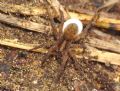 Trochosa sp.
